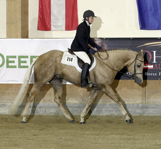 Magic Bo Snapper - Hunter Under Saddle