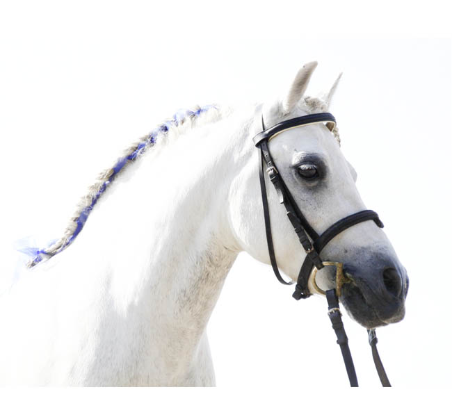 Schulpony - Schulpferd - Kinderführpony