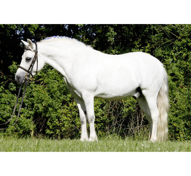 Schulpony - Schulpferd - Kinderführpony